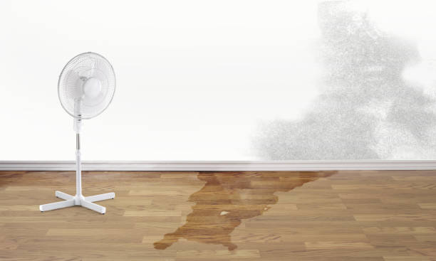 Best Ceiling water damage repair  in Redlands, CO